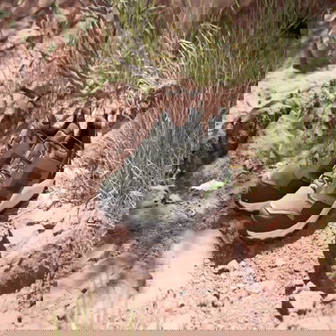 Sneakers och skor adidas Performance adidas TERREX Boty Tracerocker 2.0 GORE-TEX Trail Running Brun | IF0381, 2