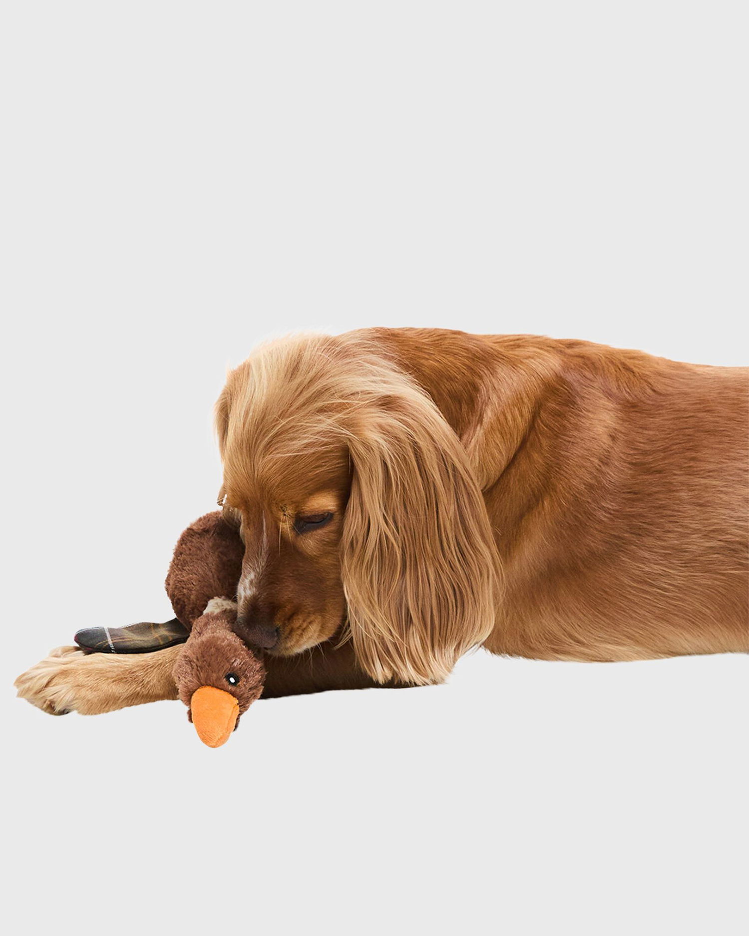 Samlarobjekt Barbour Plush Duck Toy with Plaid Detail Brun | DAC0117BR11, 1