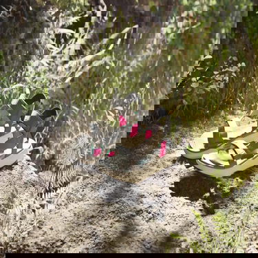 Sneakers och skor adidas Performance Terrex Hydroterra Light Grå | IF3102, 2